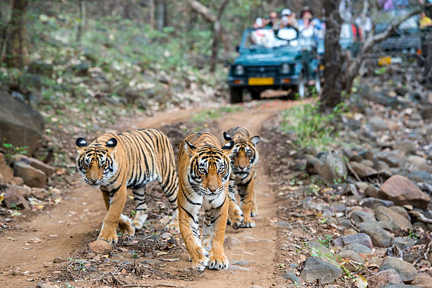 Ranthambore tour package from Delhi